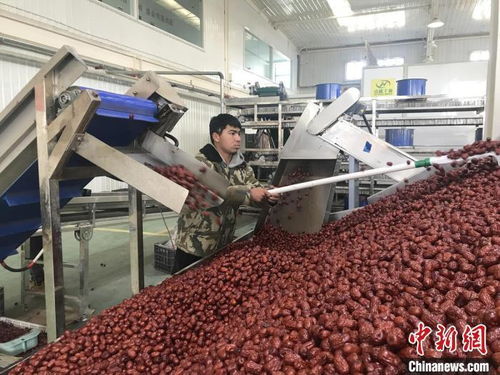 新疆兵團(tuán) 紅棗加工忙 產(chǎn)品銷往全國各地