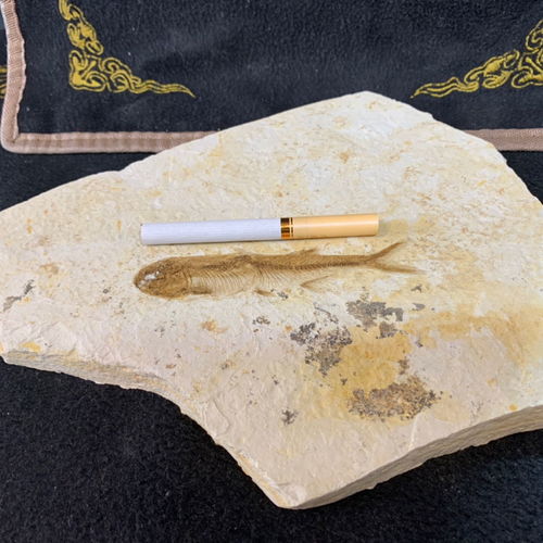 特價精品純天然遼西魚化石狼鰭群魚全國包郵，化石愛好者的絕佳收藏