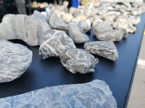 西安絲路杯全國觀賞石精品特色展開幕，全國電石藝術煥發新光彩